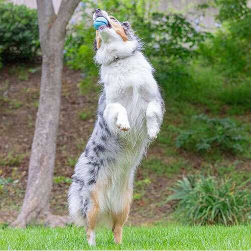 Chuckit! Sniff Fetch Ball Dog Toy