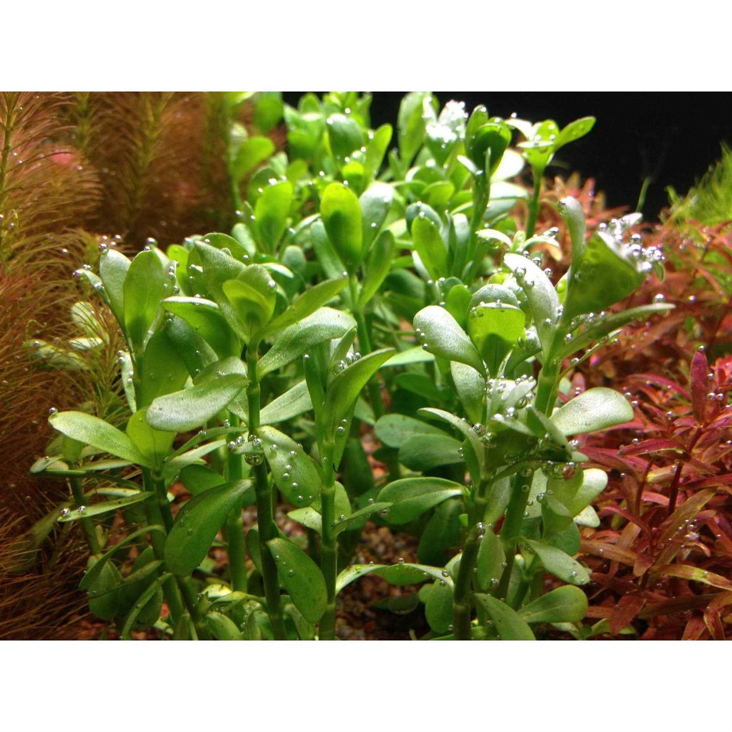 AquaLeaf Aquatics Potted Live Aquarium Plants