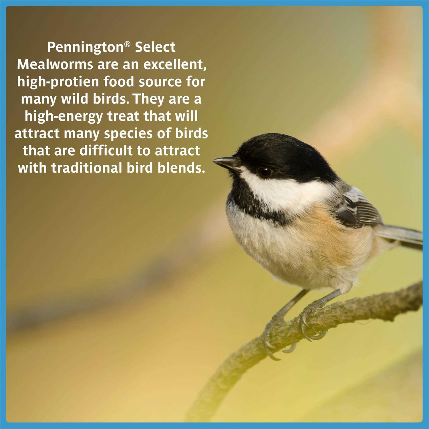 Pennington Mealworms Wild Bird Food