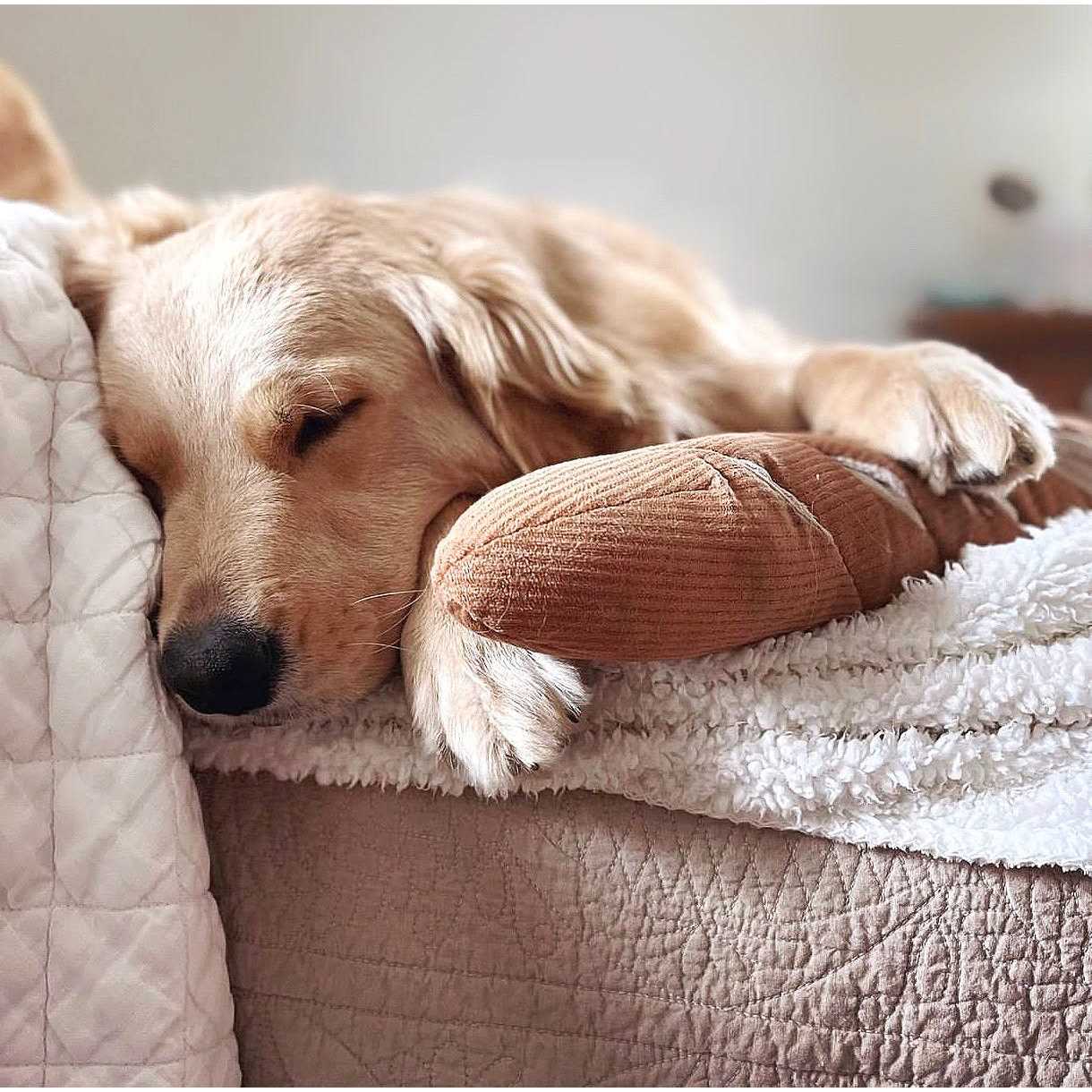 Baguette Enrichment Dog Toy