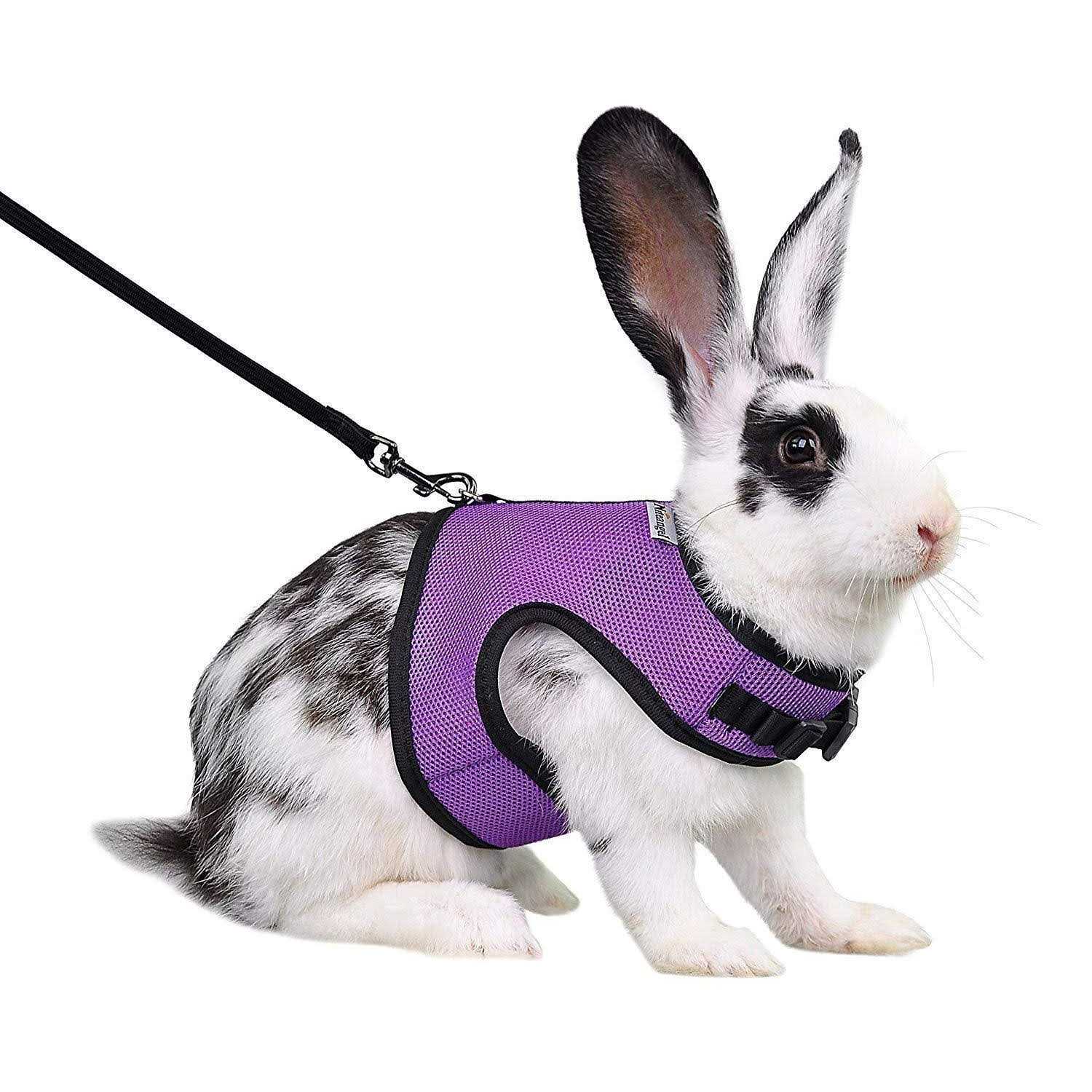 Niteangel Adjustable Soft Harness with Elastic Leash for Rabbits