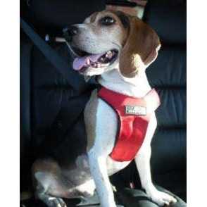 Sleepypod Clickit Sport Plus