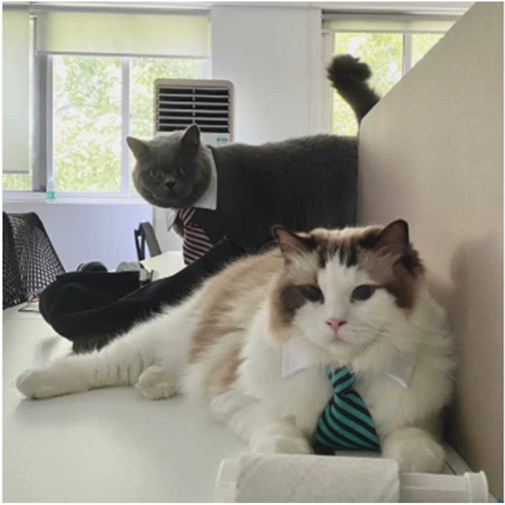 4 Pieces Pets Dog Cat Bowtie Pet Costume Adjustable Formal Necktie Collar for Cats Small Dogs Puppy Grooming Accessories