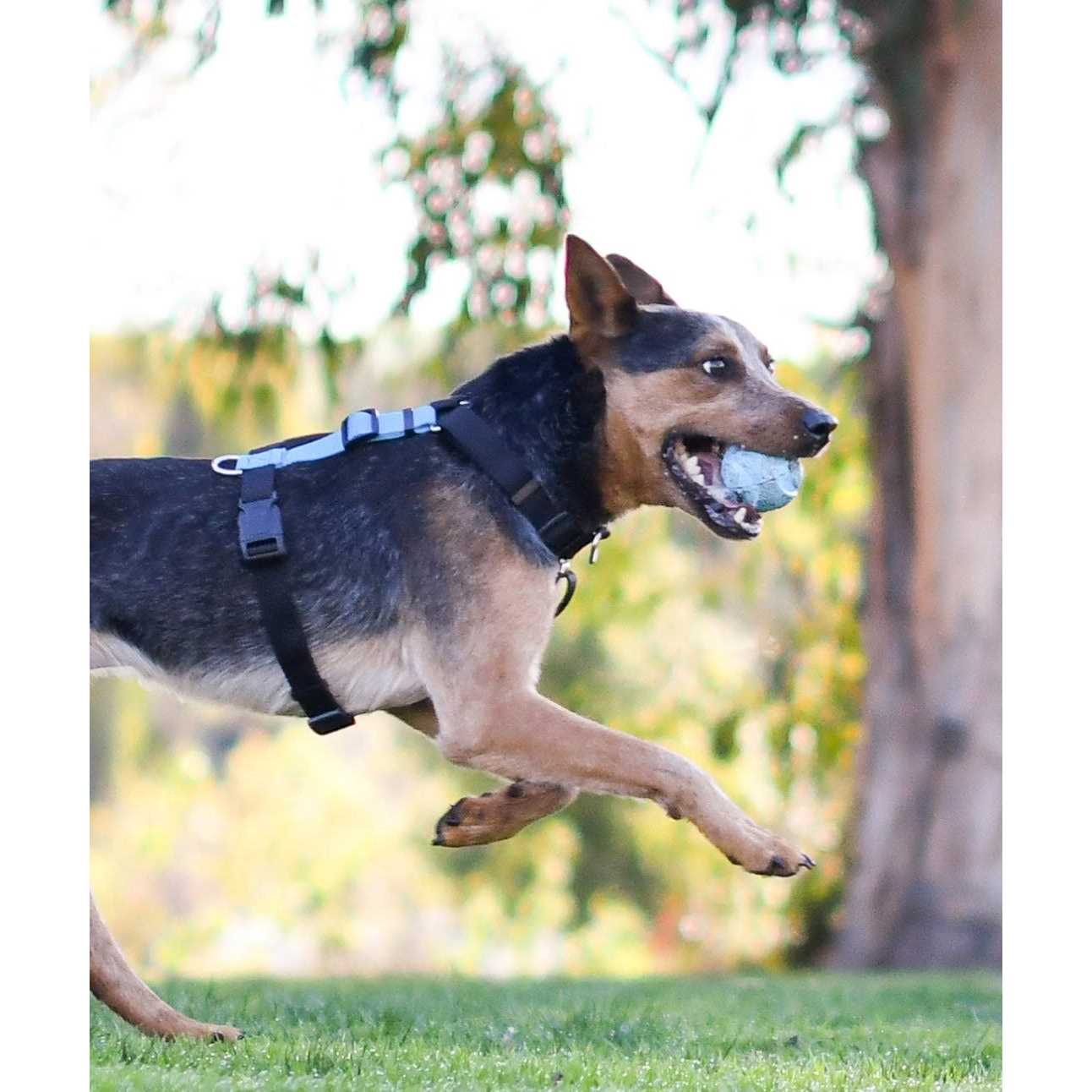 Blue-9 Buckle-Neck Balance Harness Fully Customizable Fit No-Pull Harness Ideal for Dog Training and Obedience