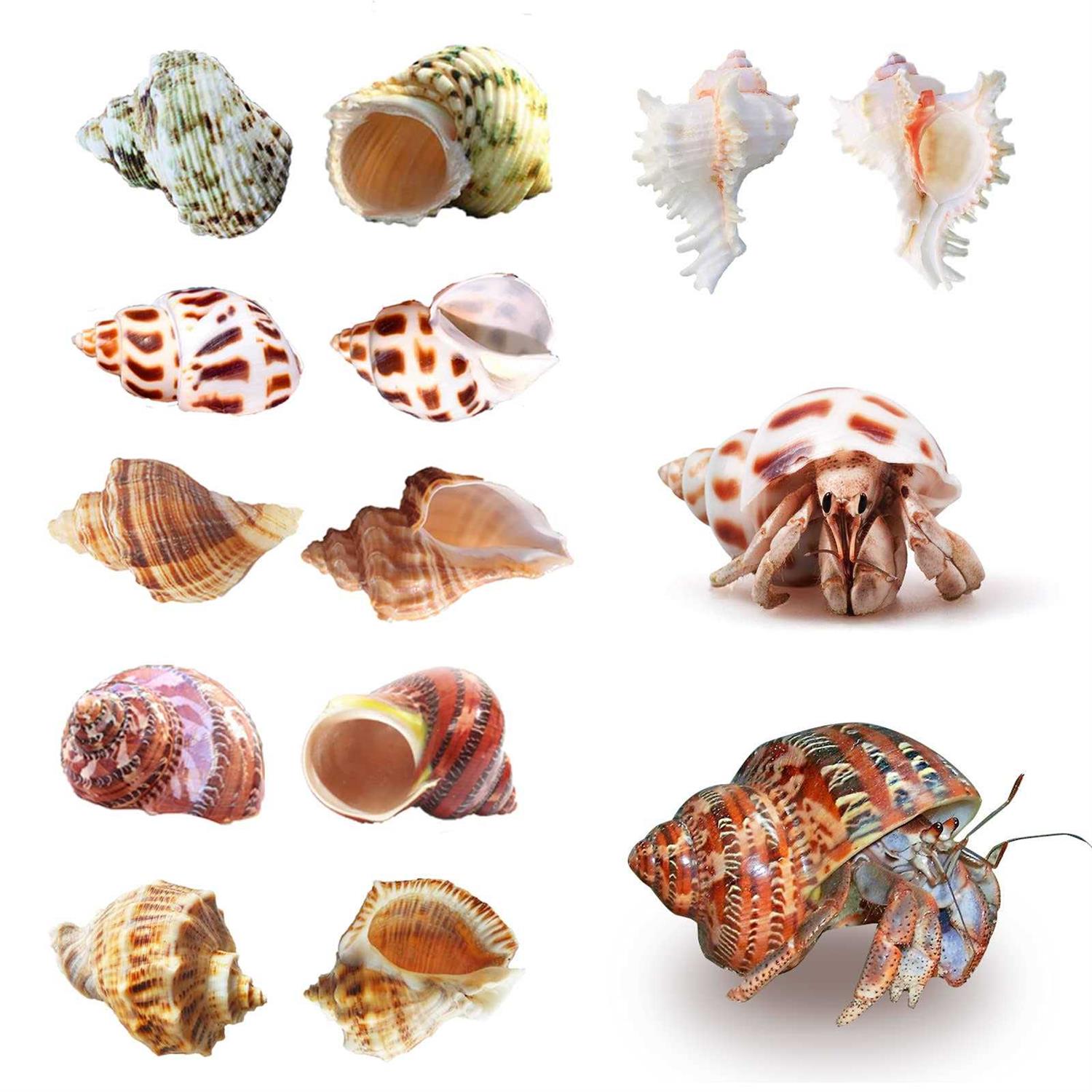 Hermit Crab Shells Medium to Large Growth Turbo Seashells 1-2 Openning Size Natural Supplies Conch Habitat