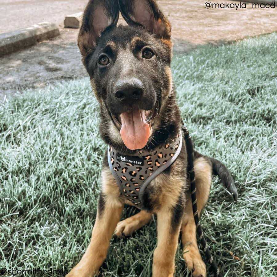 Lil Monster Pets Neoprene Reversible Dog Harness