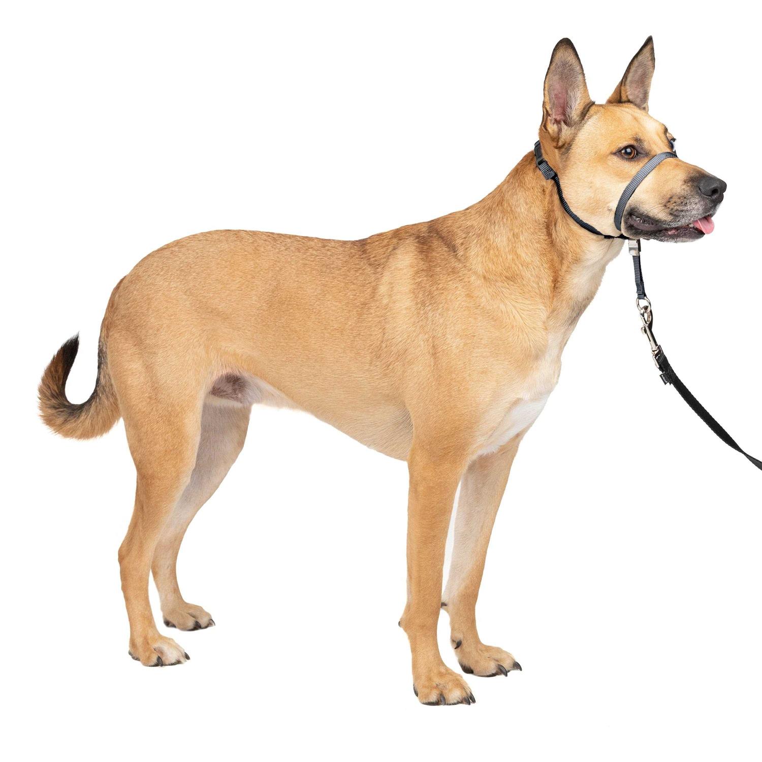 PetSafe Gentle Leader Headcollar