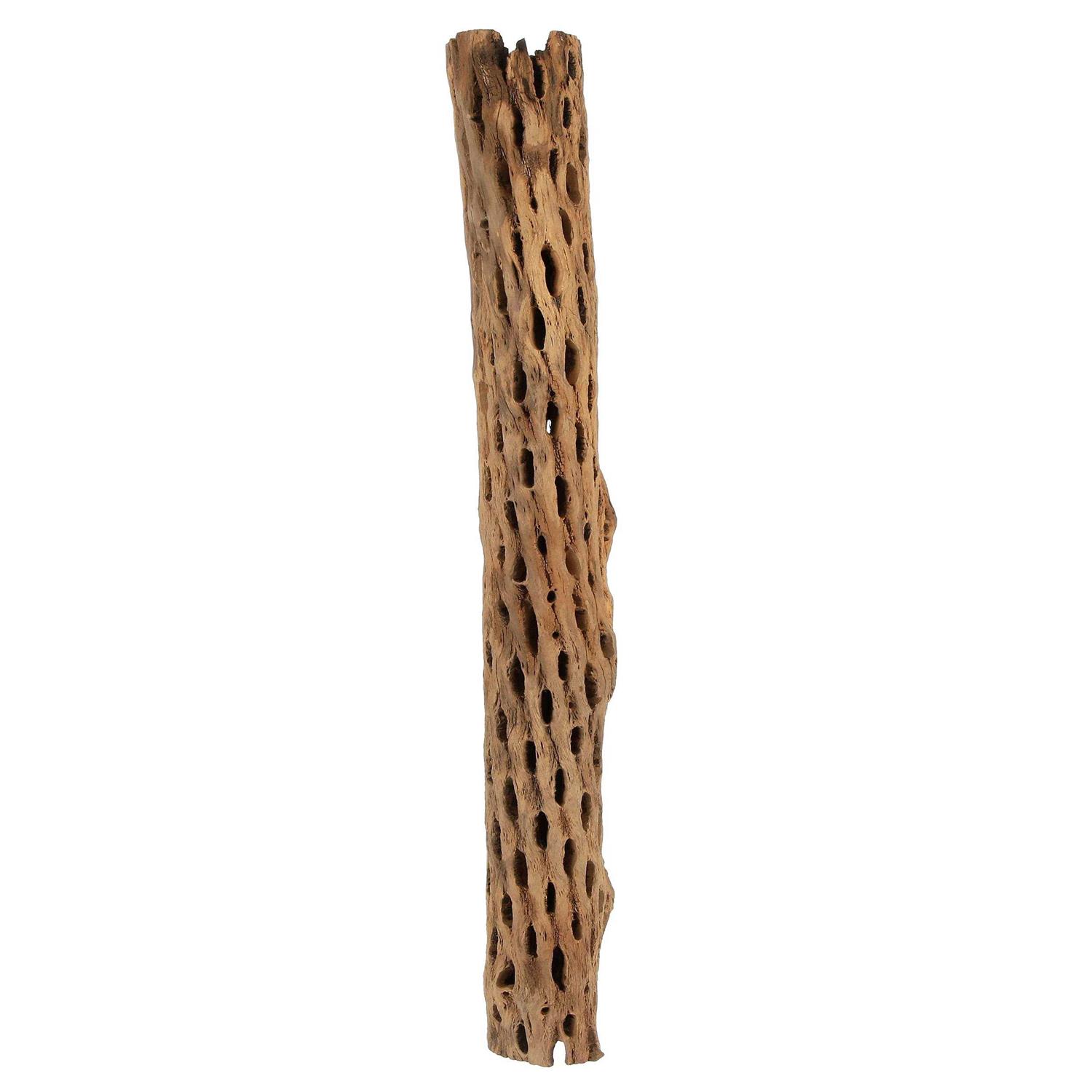 Galapagos Cholla Wood