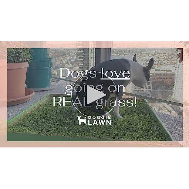 DoggieLawn Dog Potty Real Grass