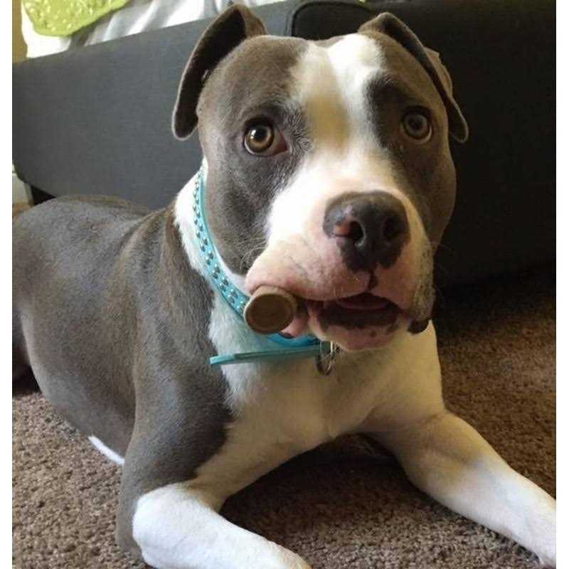 Big Dog Antler Chews Premium Deer Antler Pieces Dog Chews Antlers by The Pound, One Pound