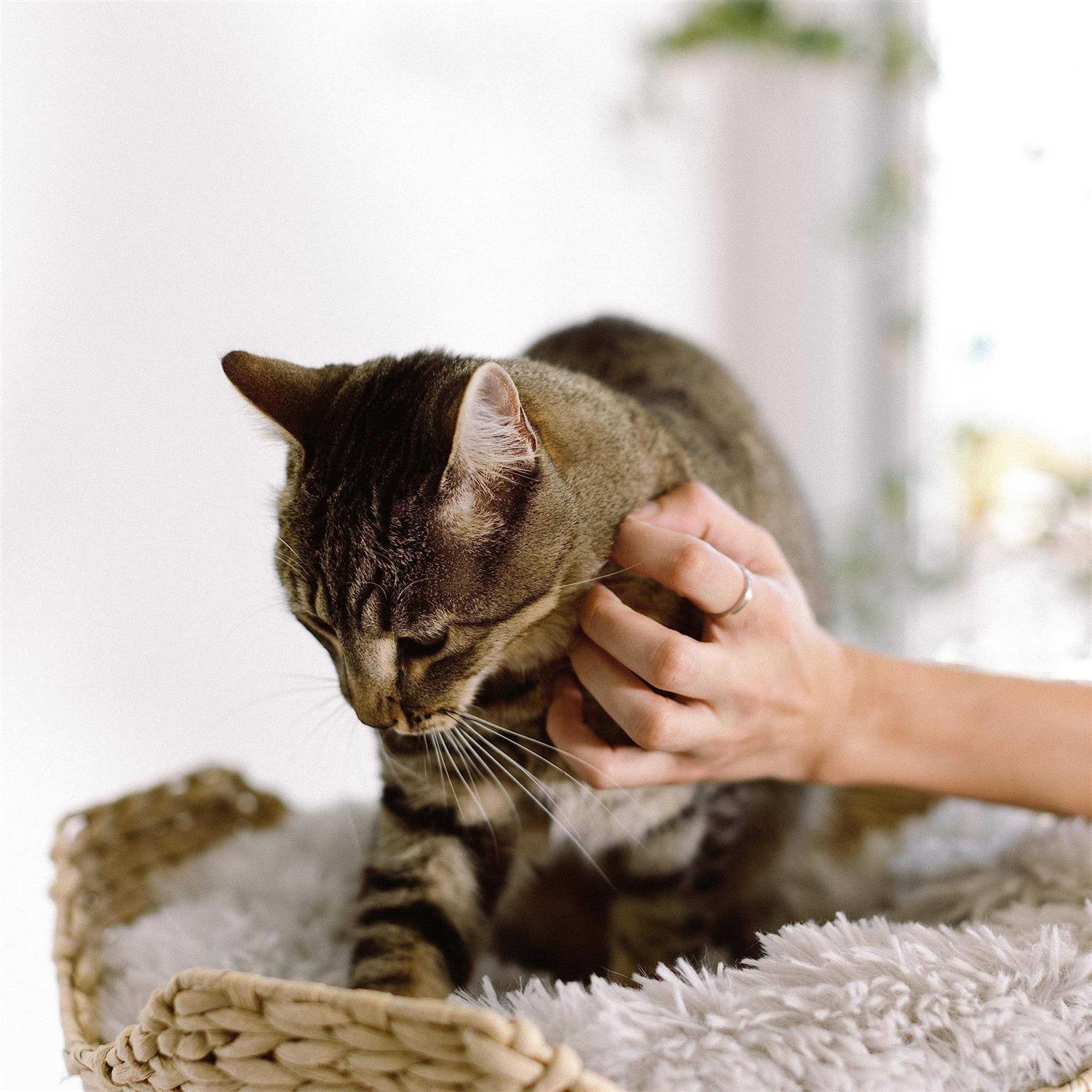 Mau Lifestyle Uni Cat Tree