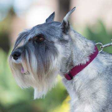 Lupine Dog Collar Eco