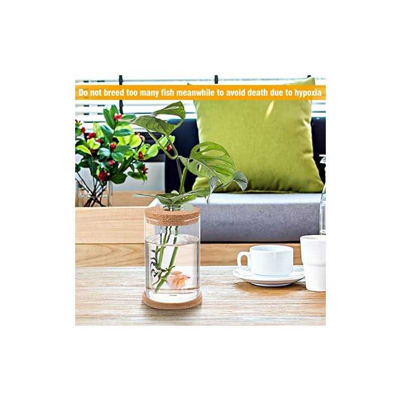 Biggun Betta Fish Tank Mini Fish Bowls for Beta Fish Glass Aquaponic Fish Tank Clear Hydroponic Plant Terrarium for Promoted Ecosphere Aquatic