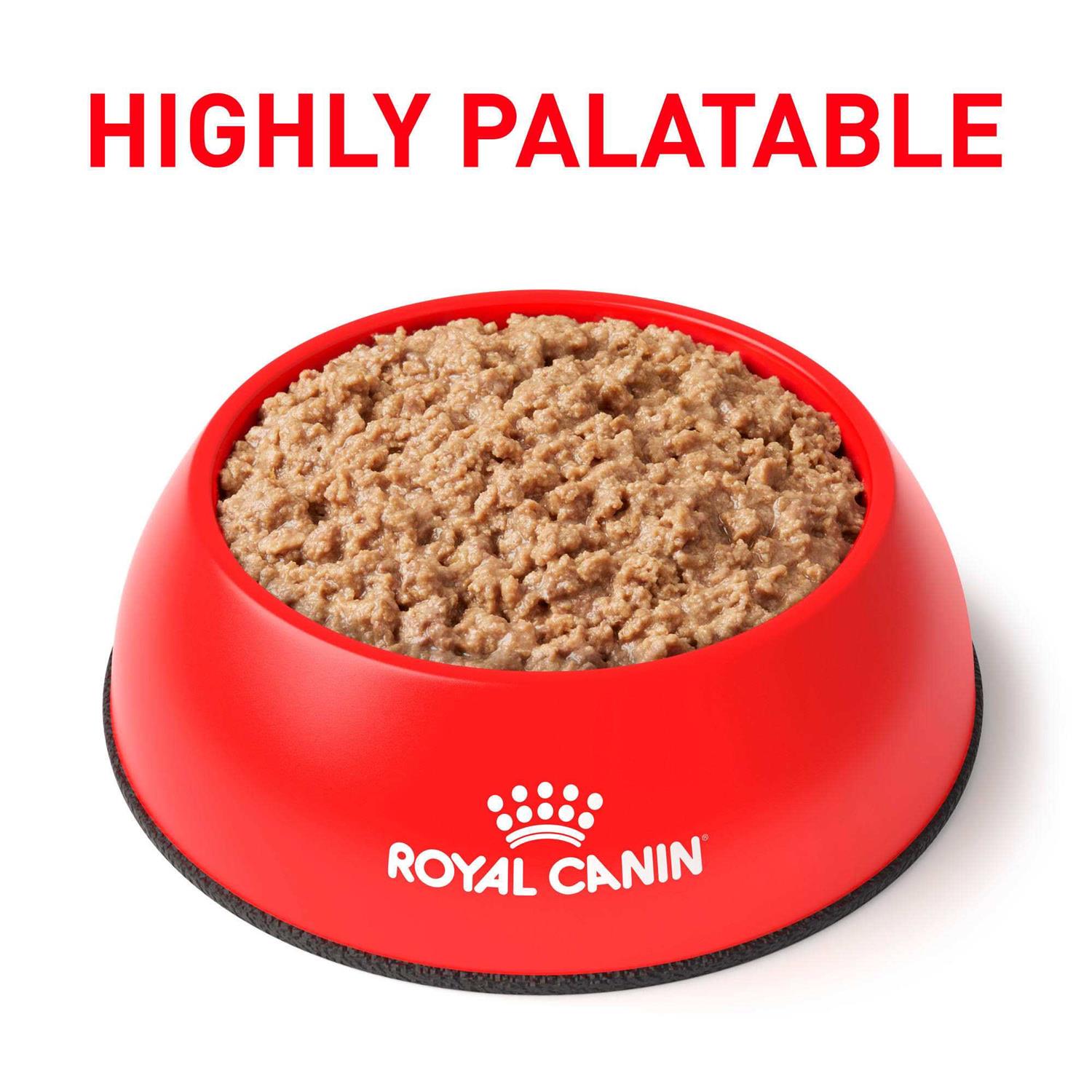 Royal Canin Urinary So in Gel Canned Wet Cat Food