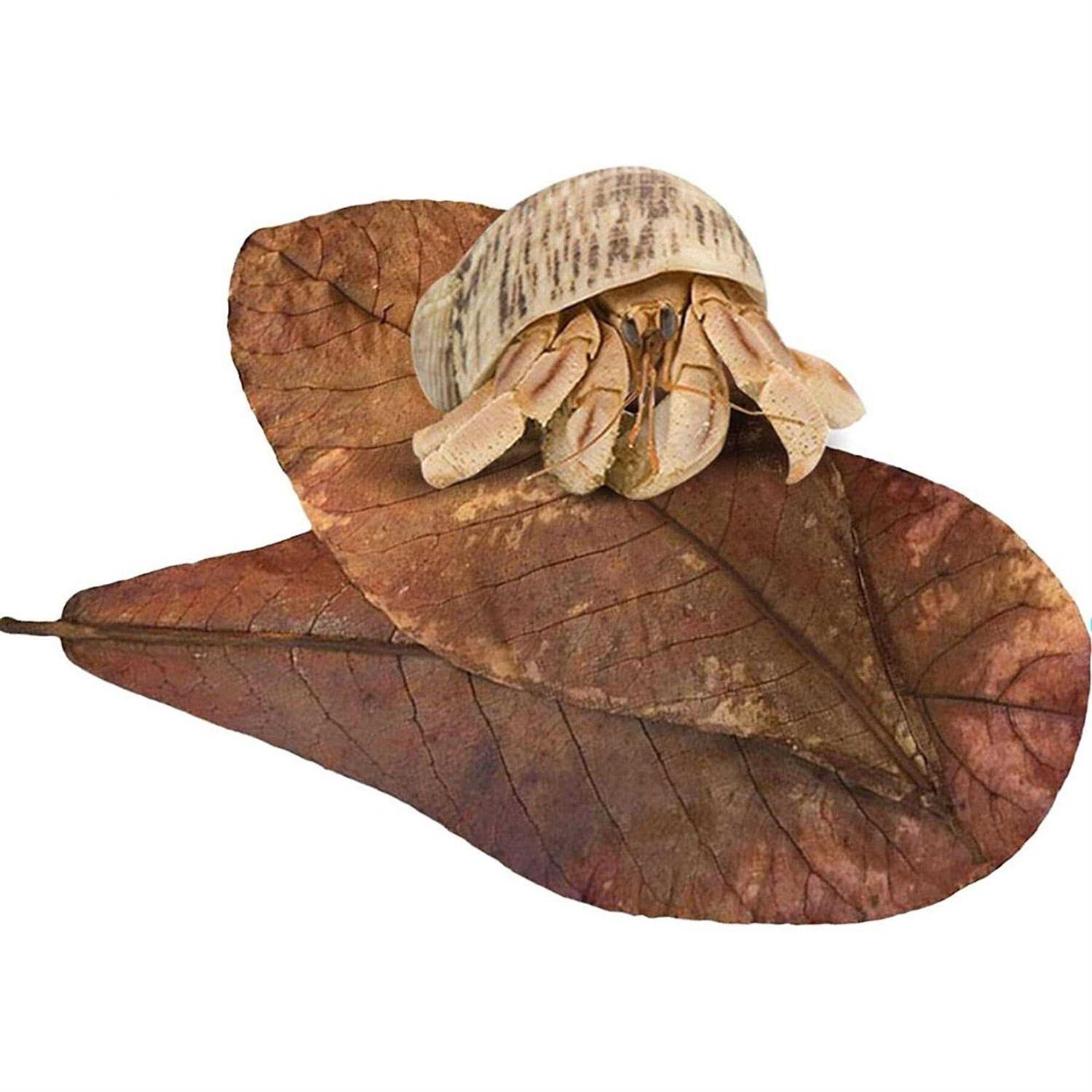 SunGrow Hermit Crab & Snail Catappa Leaves