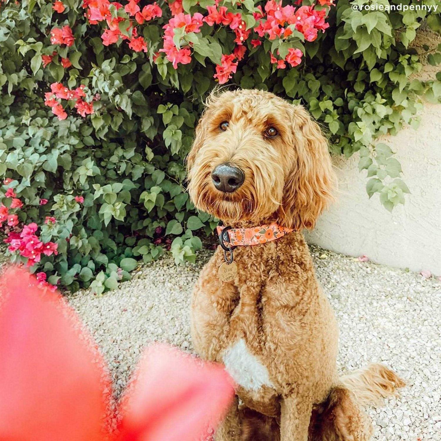 Lucy & Co. Posy Pink Dog Collar