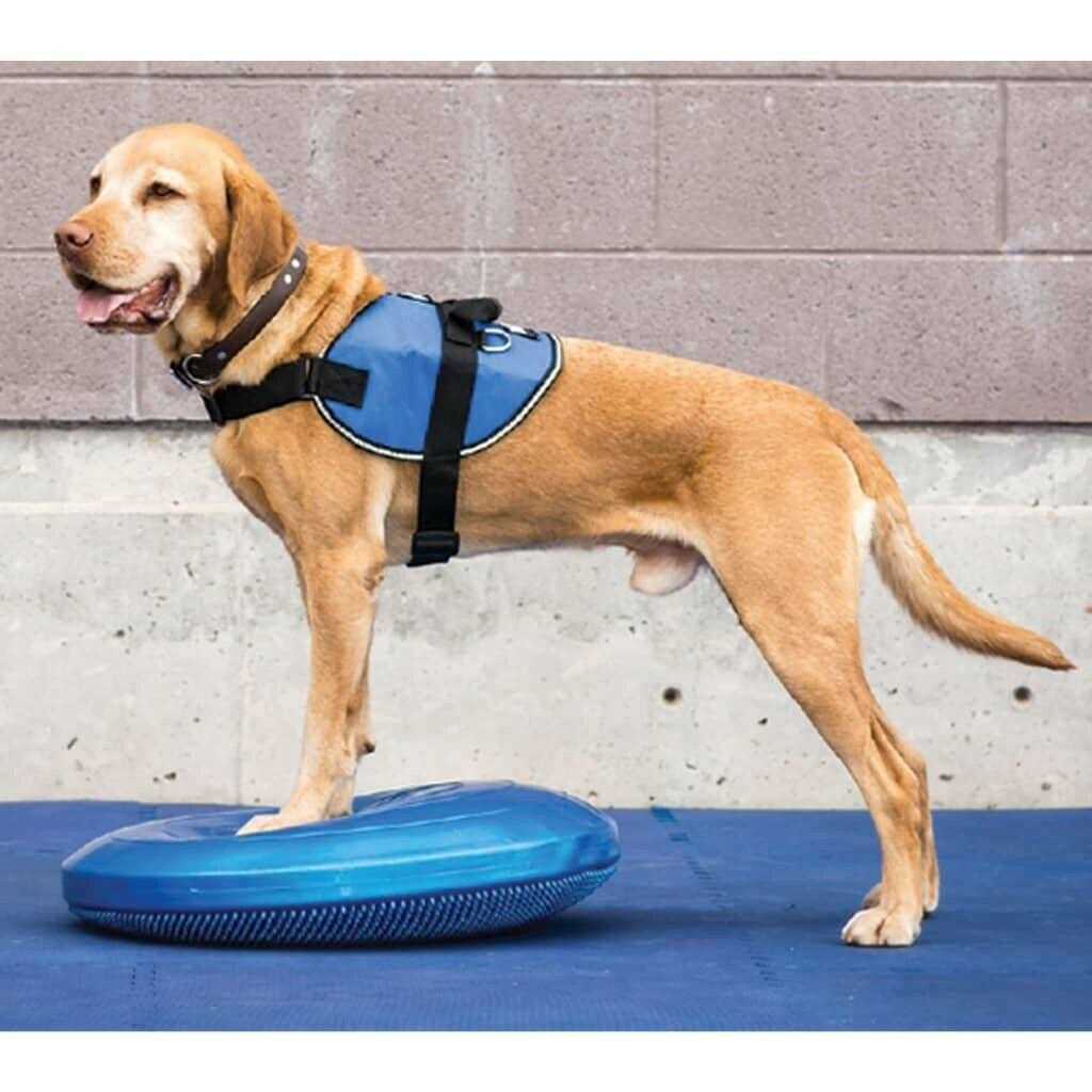 FitPAWS Balance Disc