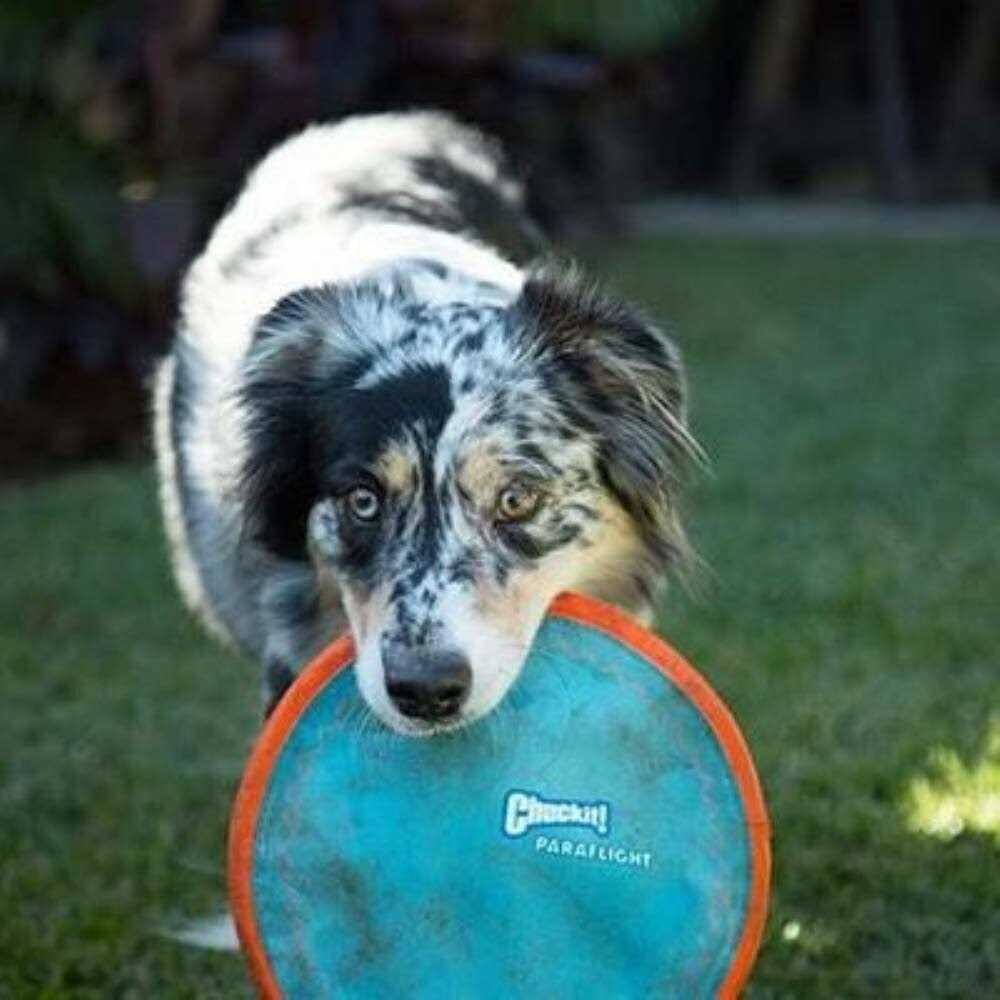 Chuckit! Dog Toy Paraflight