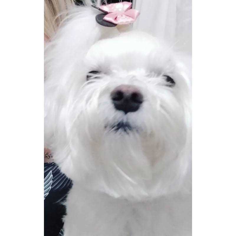 Angels’ Eyes Plus Beef Flavor Tear Stain Soft Chews