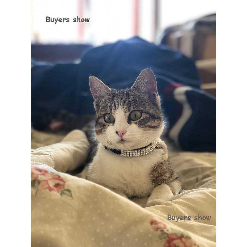 CHUKCHI Soft Velvet Safe Cat Adjustable Collar Bling Diamante With Bells,11 inch for Small Dogs and Cats