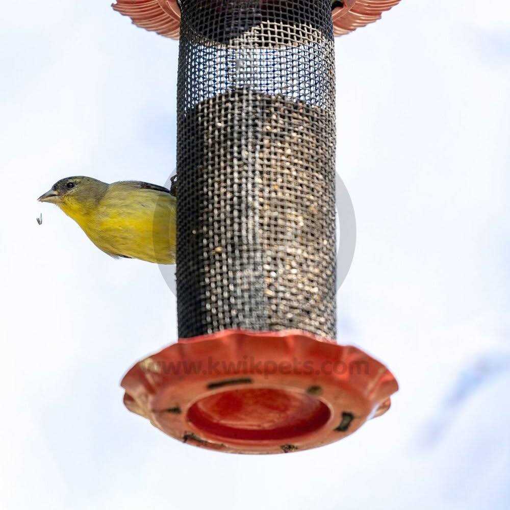 Kaytee Forti Diet Pro Health Hi-Calcium Grit