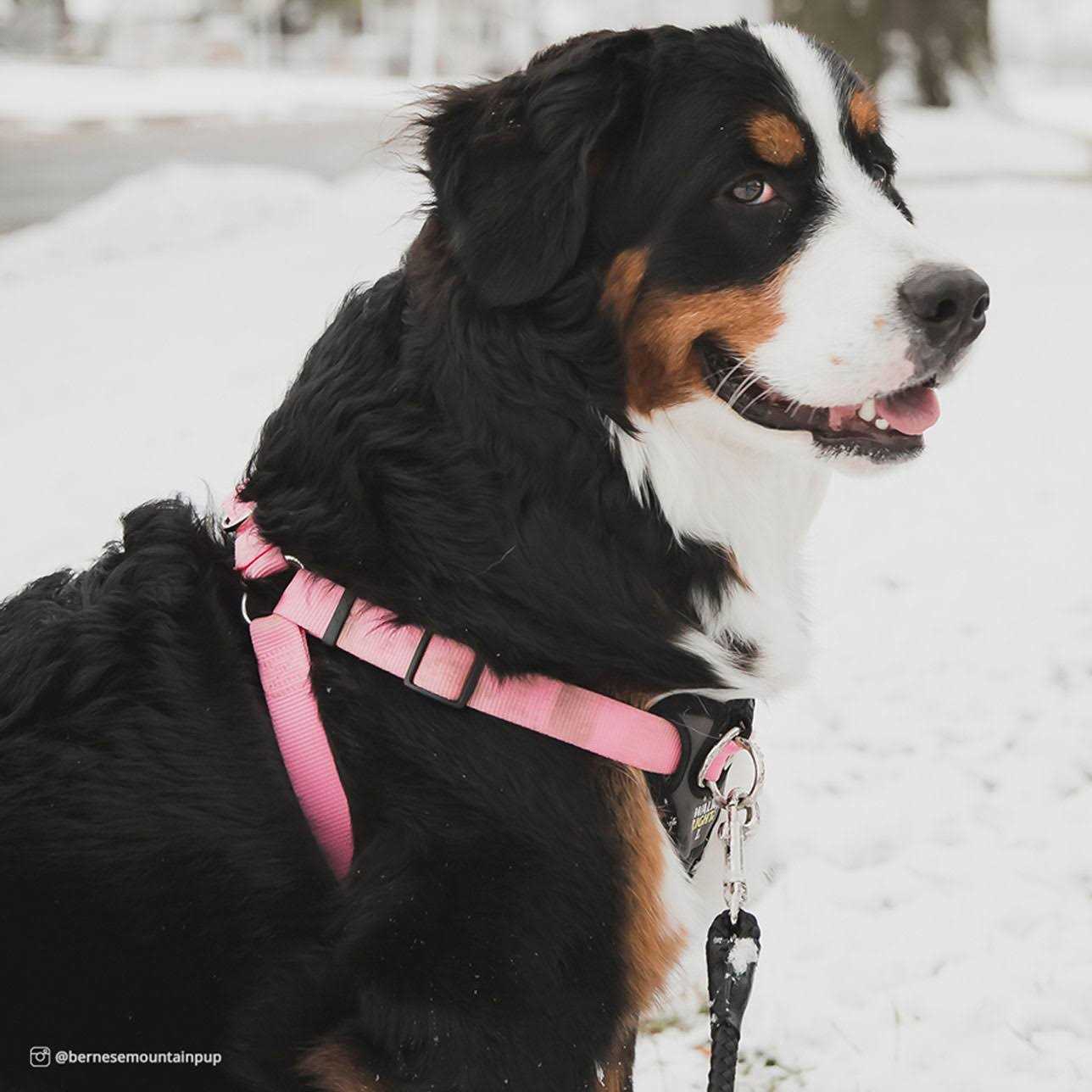 Coastal Pet Walk Right Padded Harness