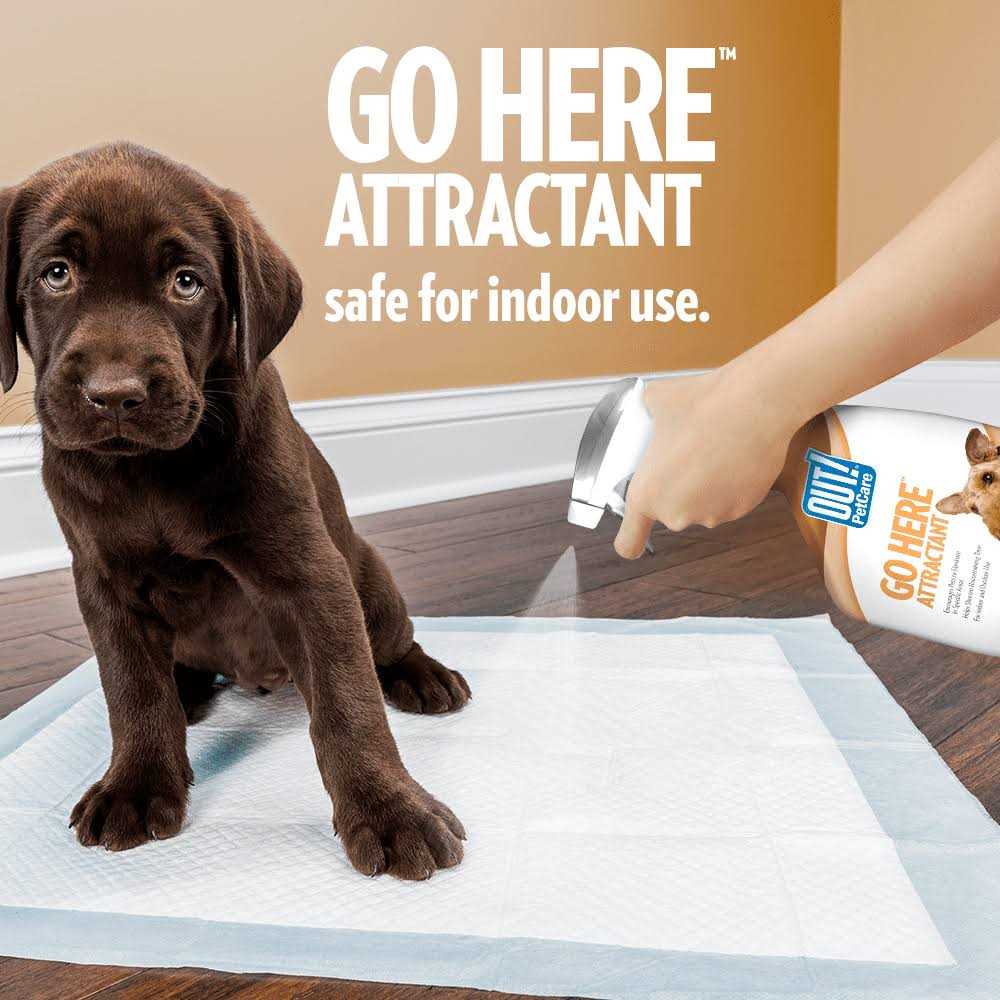 Out! Petcare Go Here Attractant Indoor and Outdoor Dog Training Spray