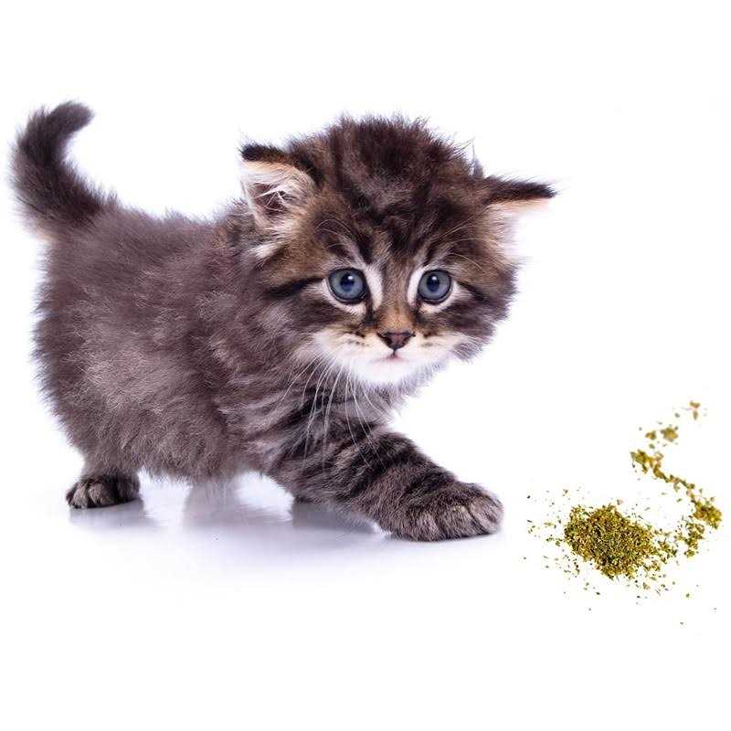 Cat Crack Catnip Blend Cats