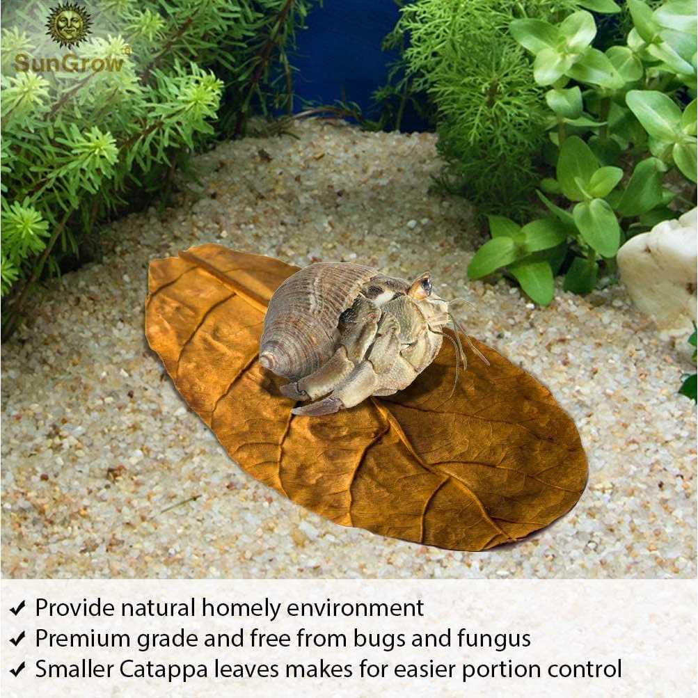 SunGrow Hermit Crab & Snail Catappa Leaves