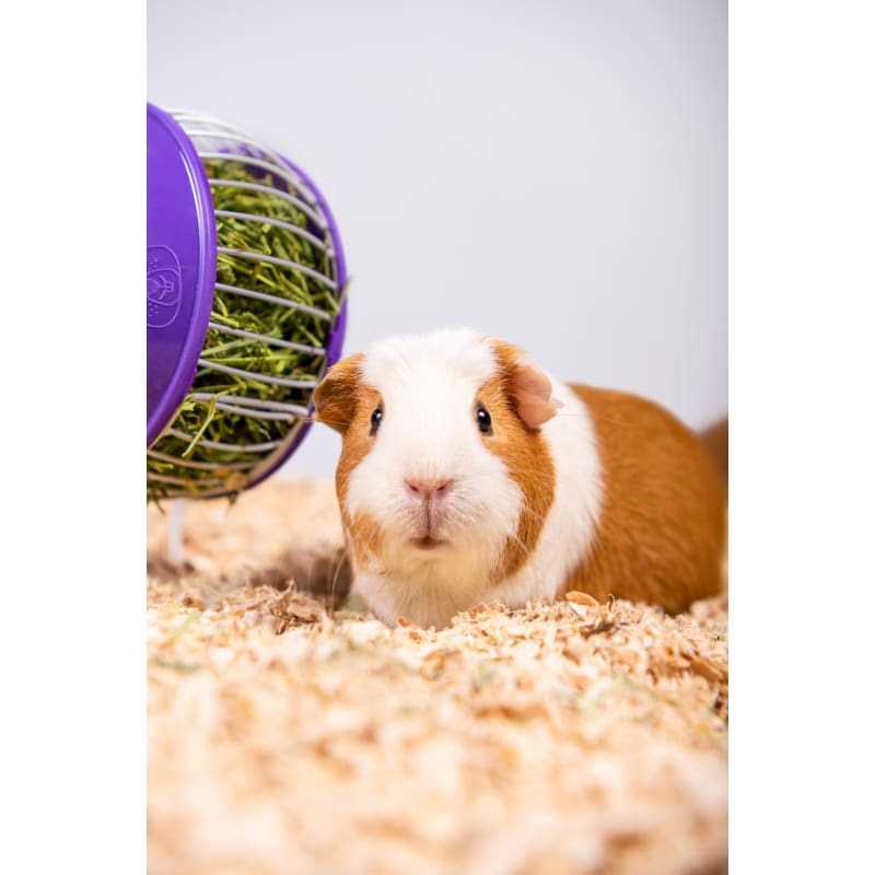 PetsPick Aspen Pet Bedding