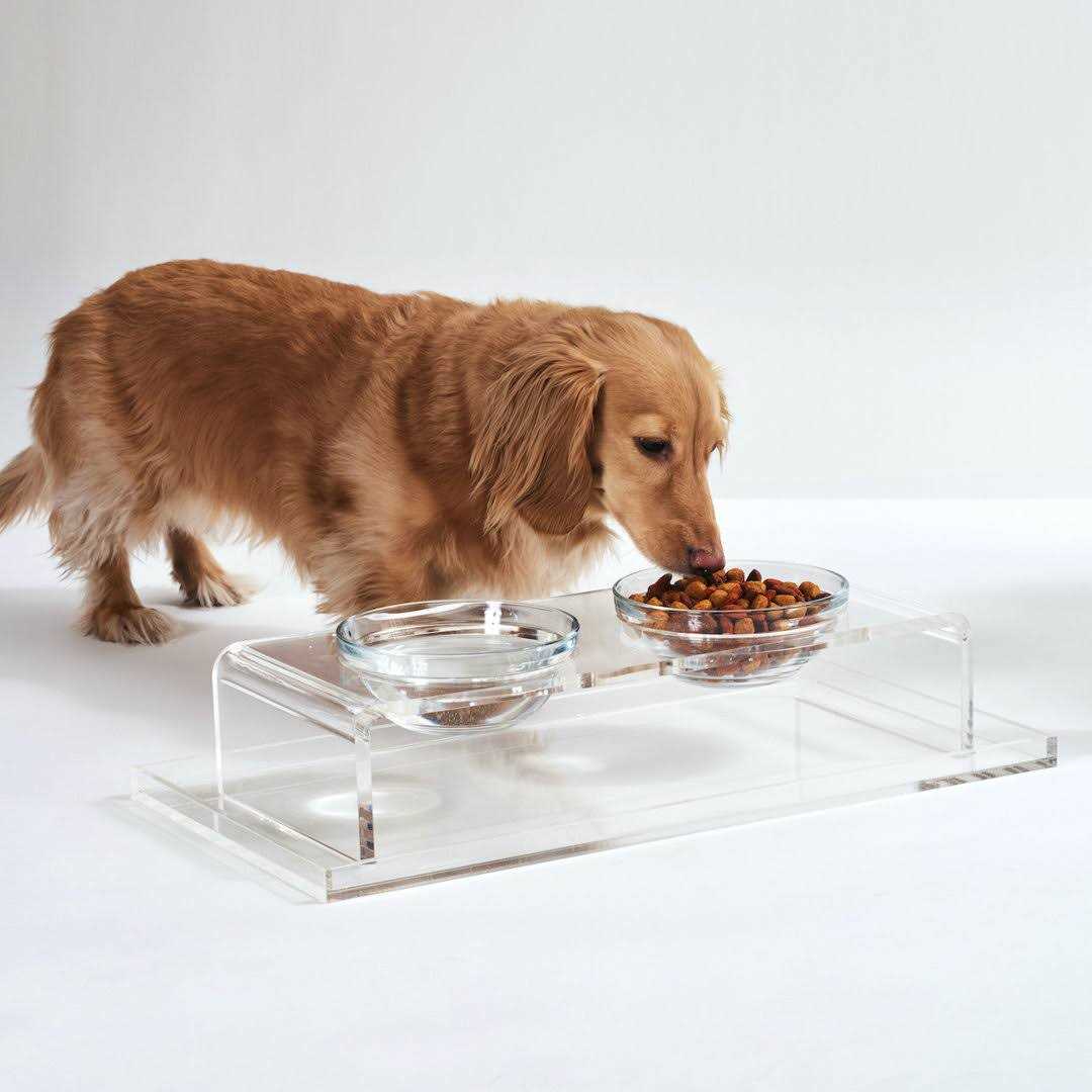 Glass Bowl Clear Elevated Feeder Hiddin