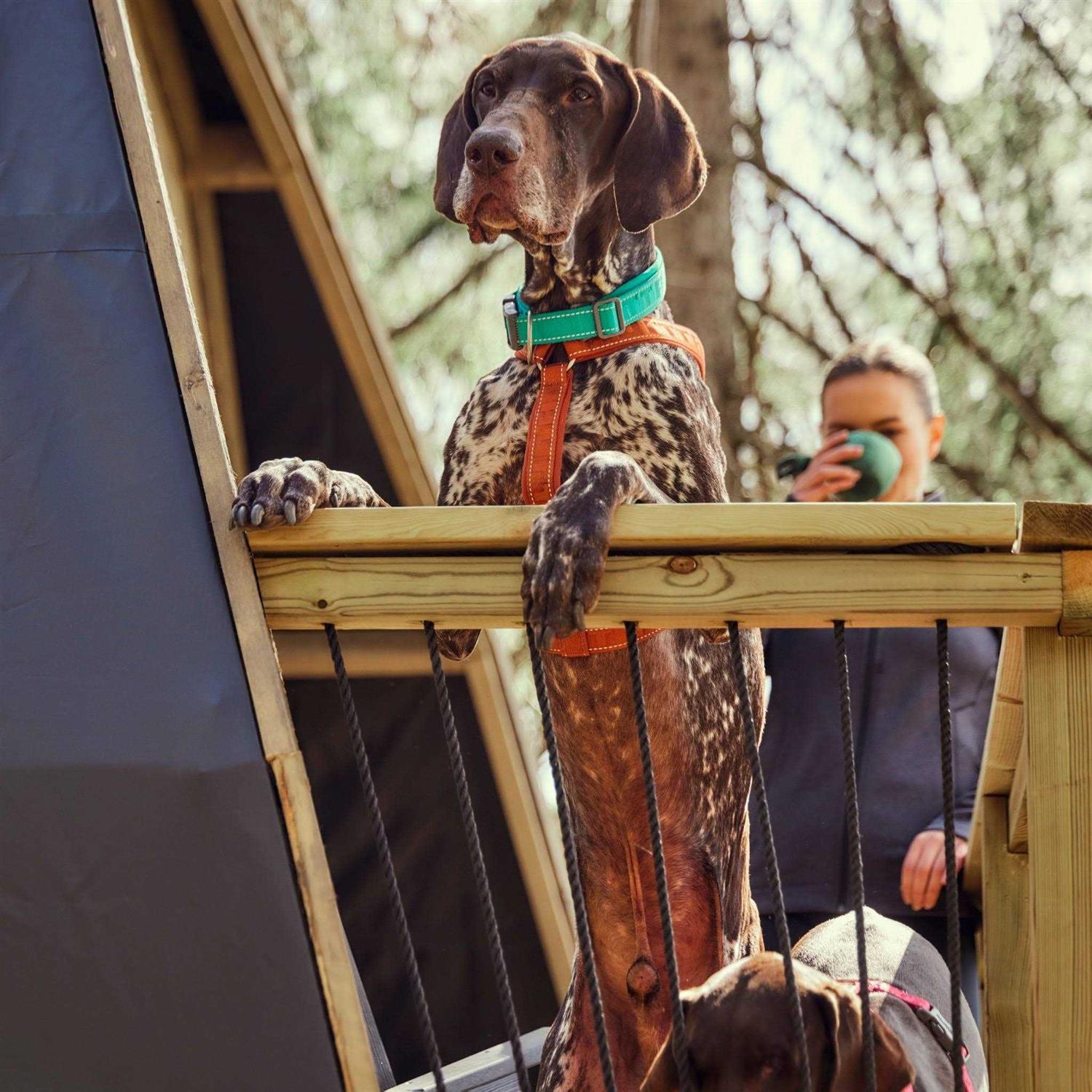 Hurtta Casual Dog Y-harness ECO