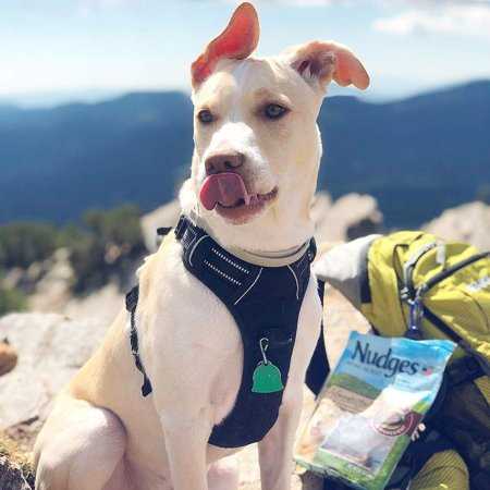 Rabbitgoo Dog Harness, No-Pull Pet Harness with 2 Leash Clips, Adjustable Soft Padded Dog Vest, Reflective Outdoor Pet Oxford Vest with Easy Control