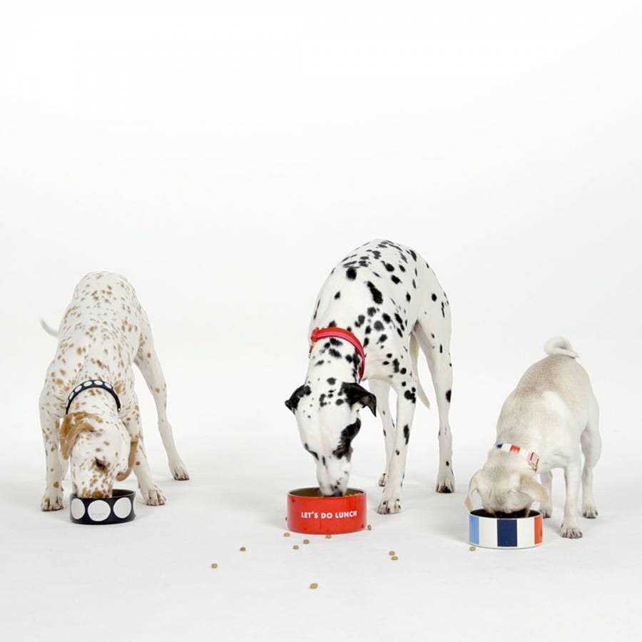 Kate Spade Art Dot Dog Collar