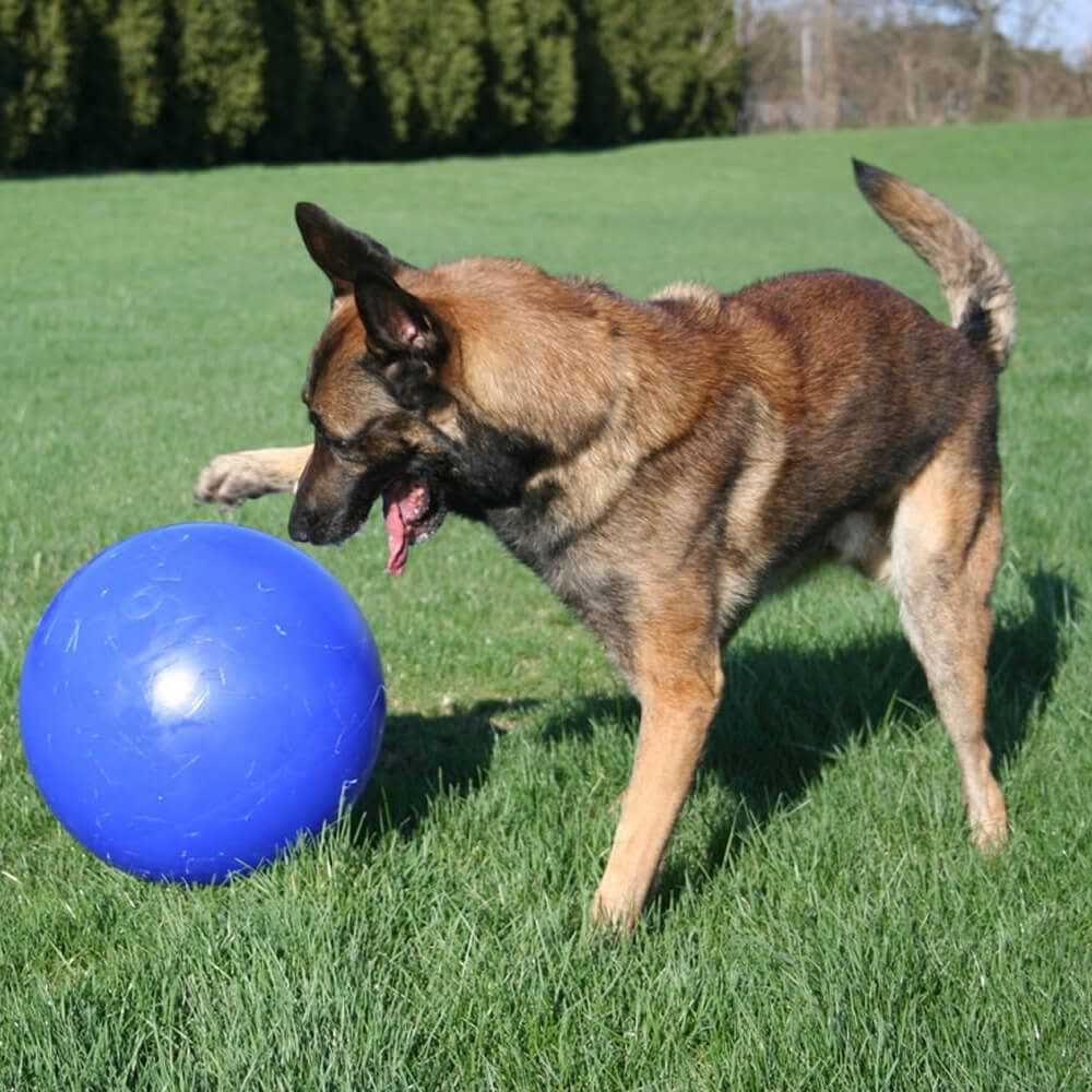 Jolly Pets Push-n-Play