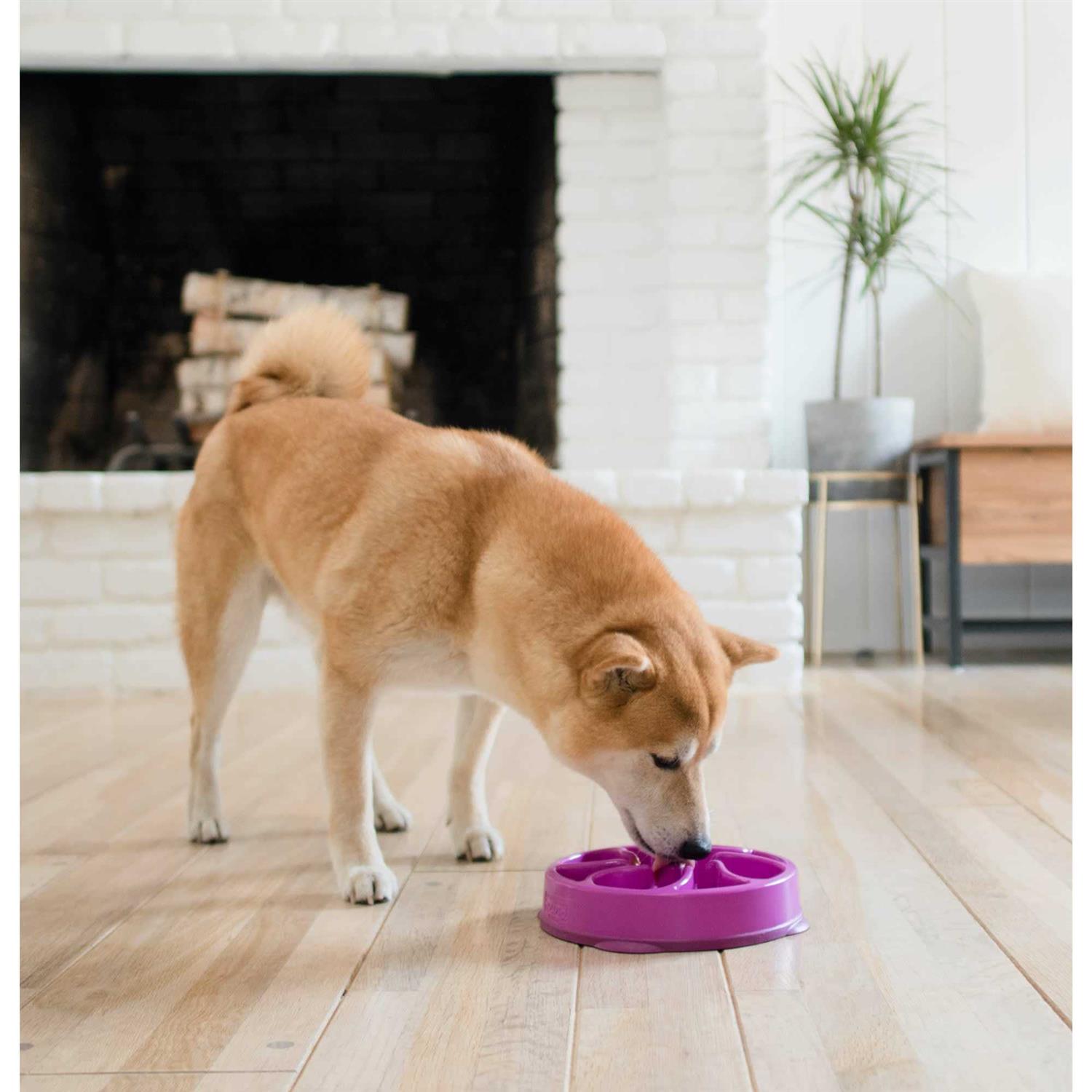Outward Hound Fun Feeder Bowl
