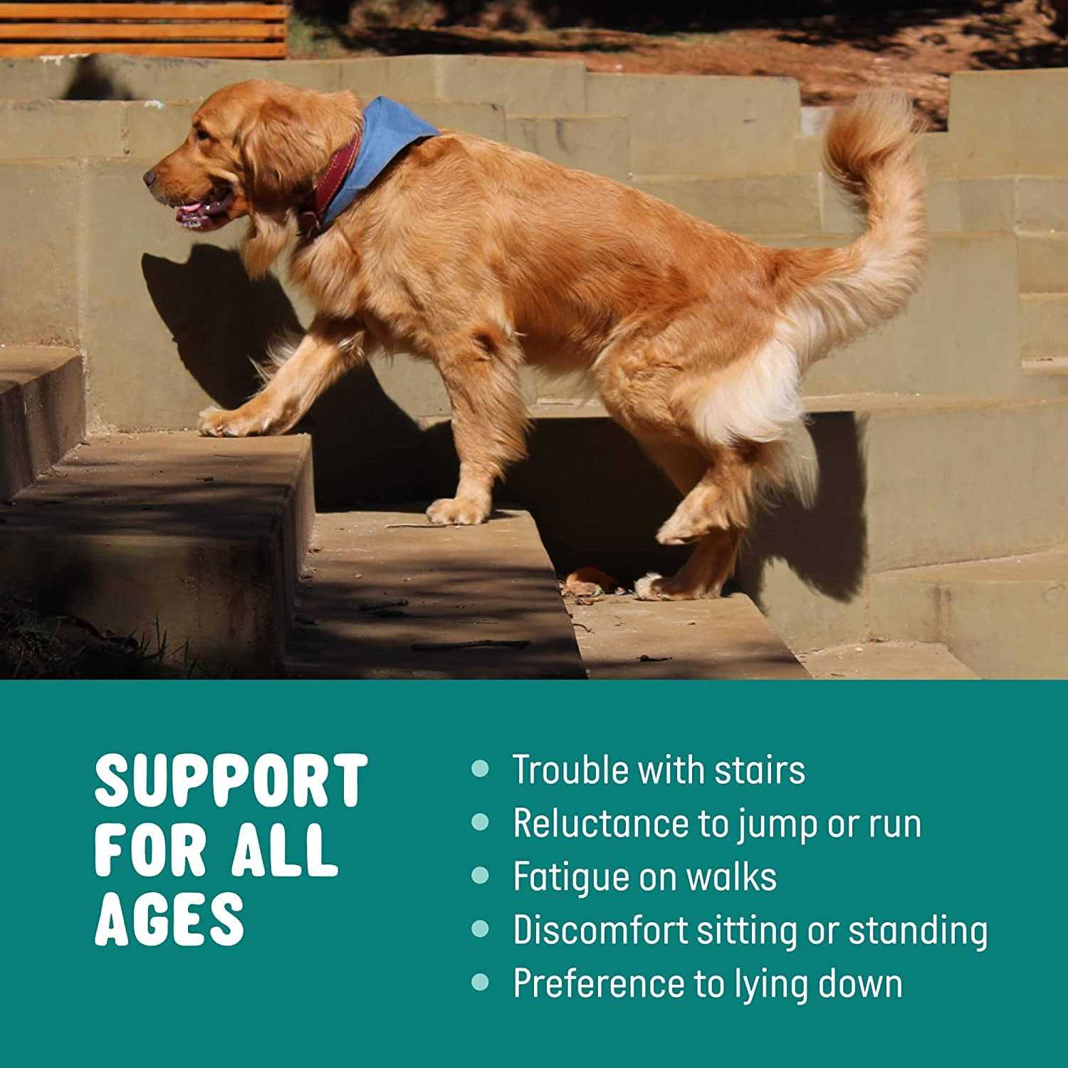 Active Chews Glucosamine for Dogs Hip and Joint Supplement with Chondroitin, Turmeric, and Msm