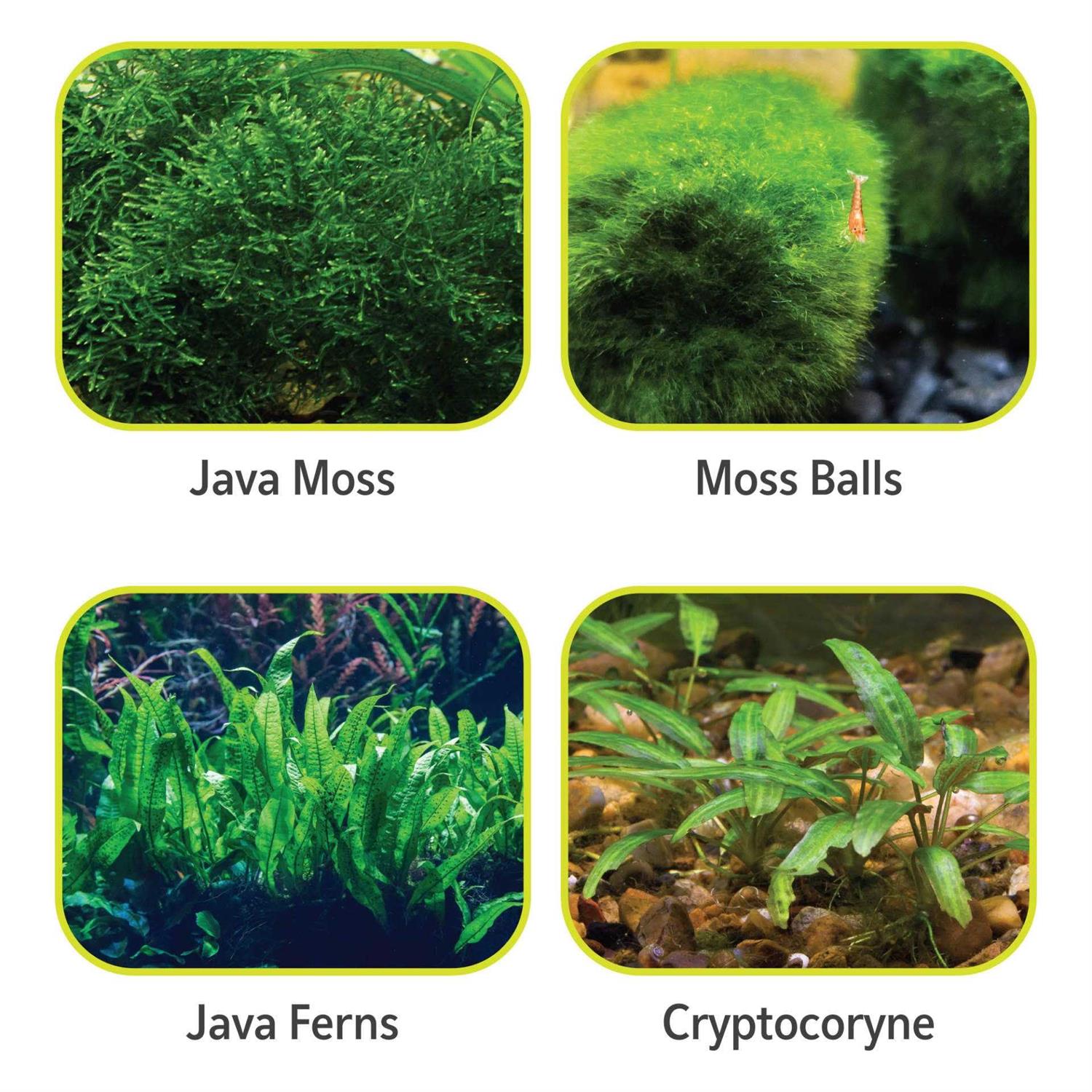 Aqueon Plant & Shrimp Aquarium Substrate