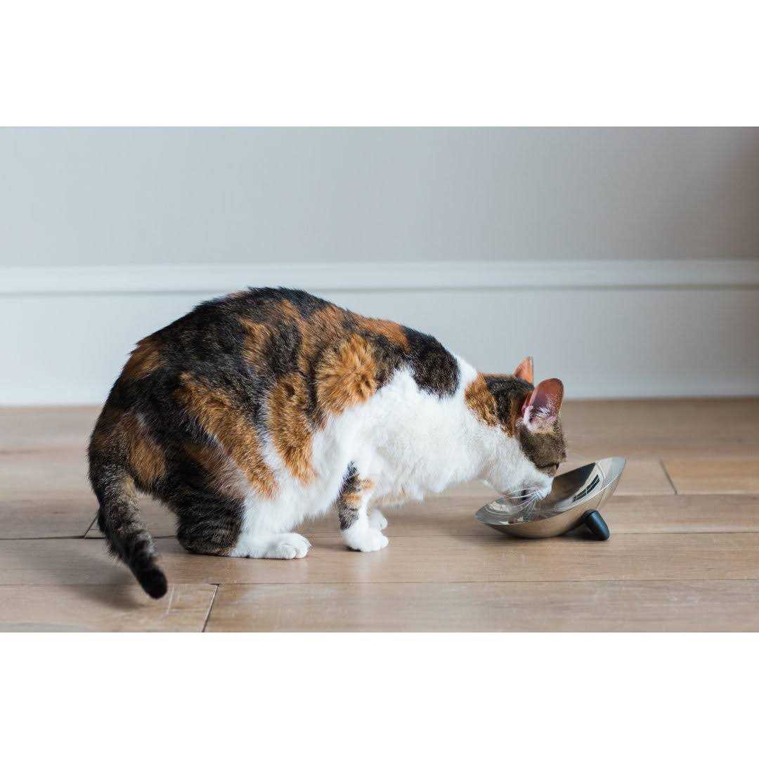 Jackson Galaxy Nova Stainless Steel Cat Bowl