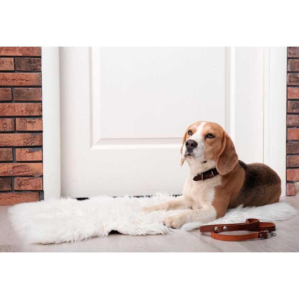 Dr. Marty Nature’s Blend Healthy Growth Freeze Dried Raw Dog Food