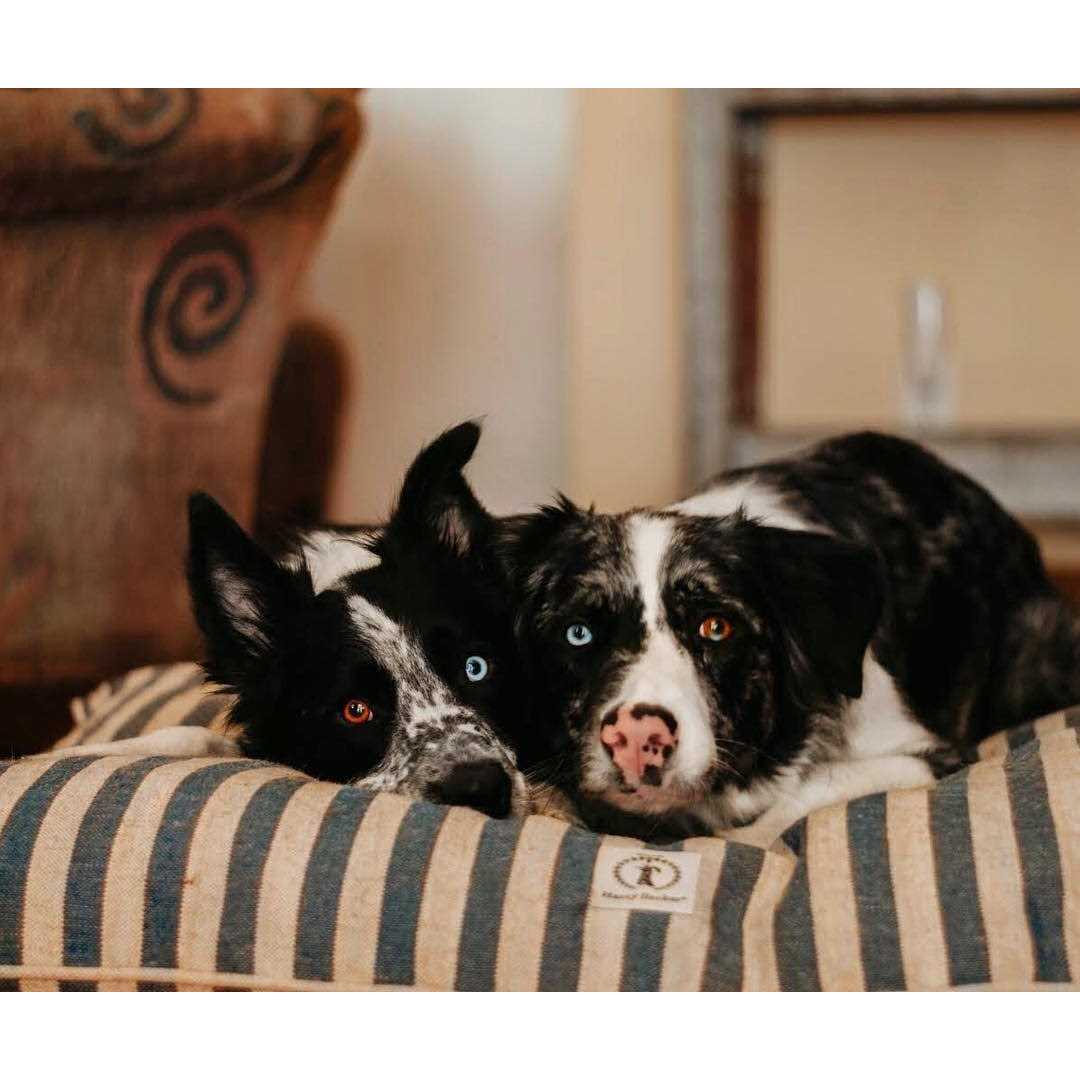Harry Barker Vintage Stripe Envelope Dog Bed