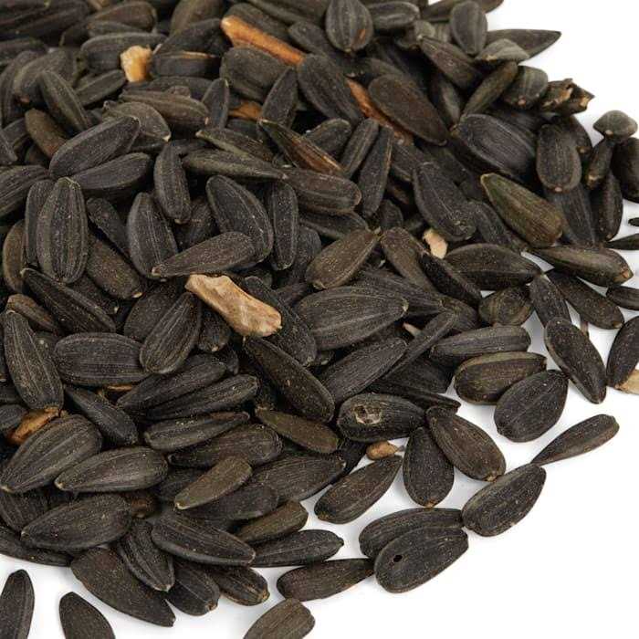 Petco Black Oil Sunflower Seed Wild Bird Food