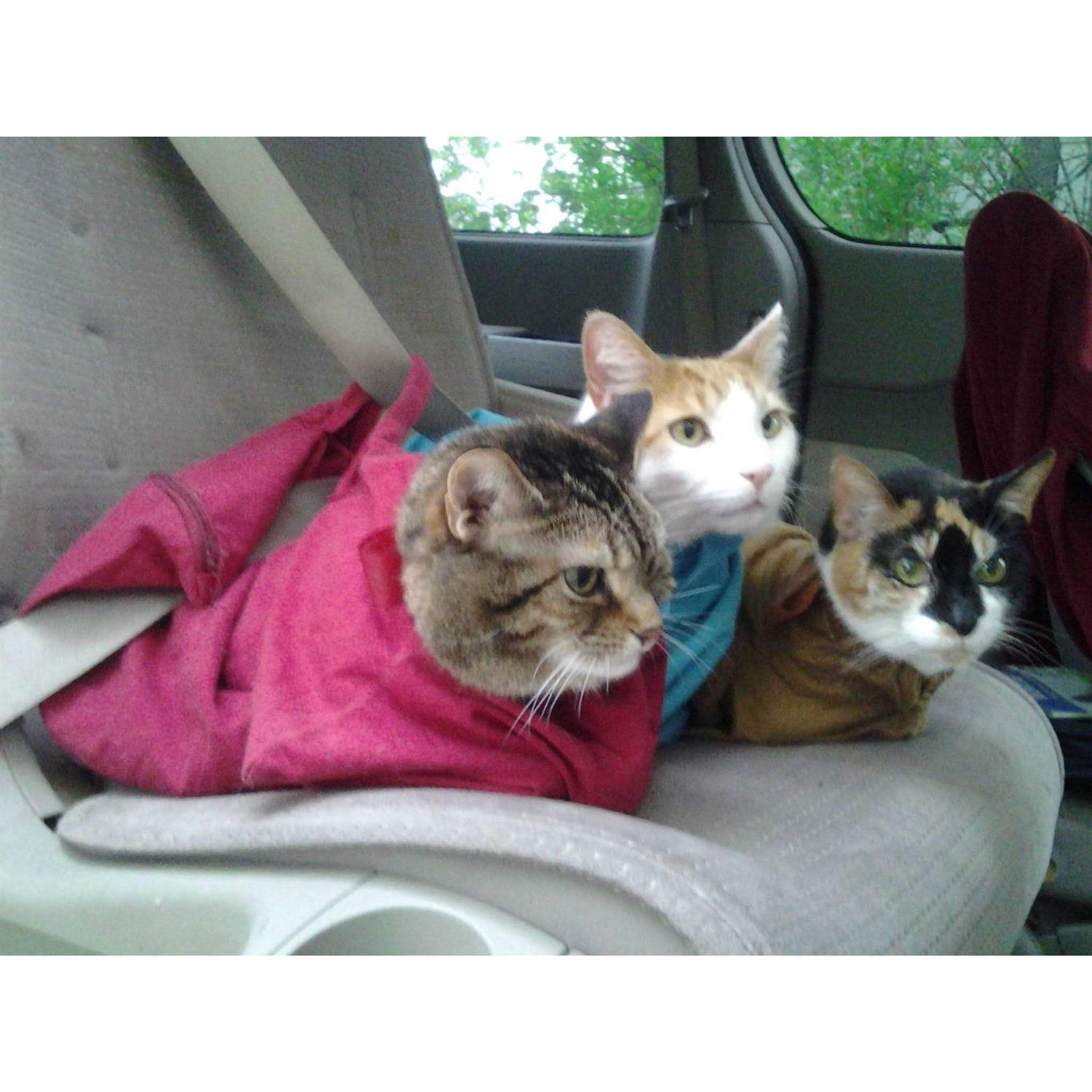 Cat-in-the-Bag Cozy Comfort Carrier