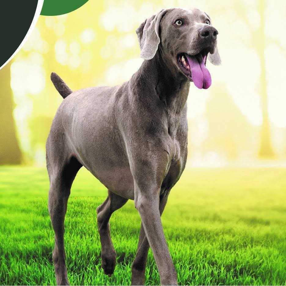 IAMS Advanced Health Skin & Coat Chicken and Salmon Recipe Dry Dog Food