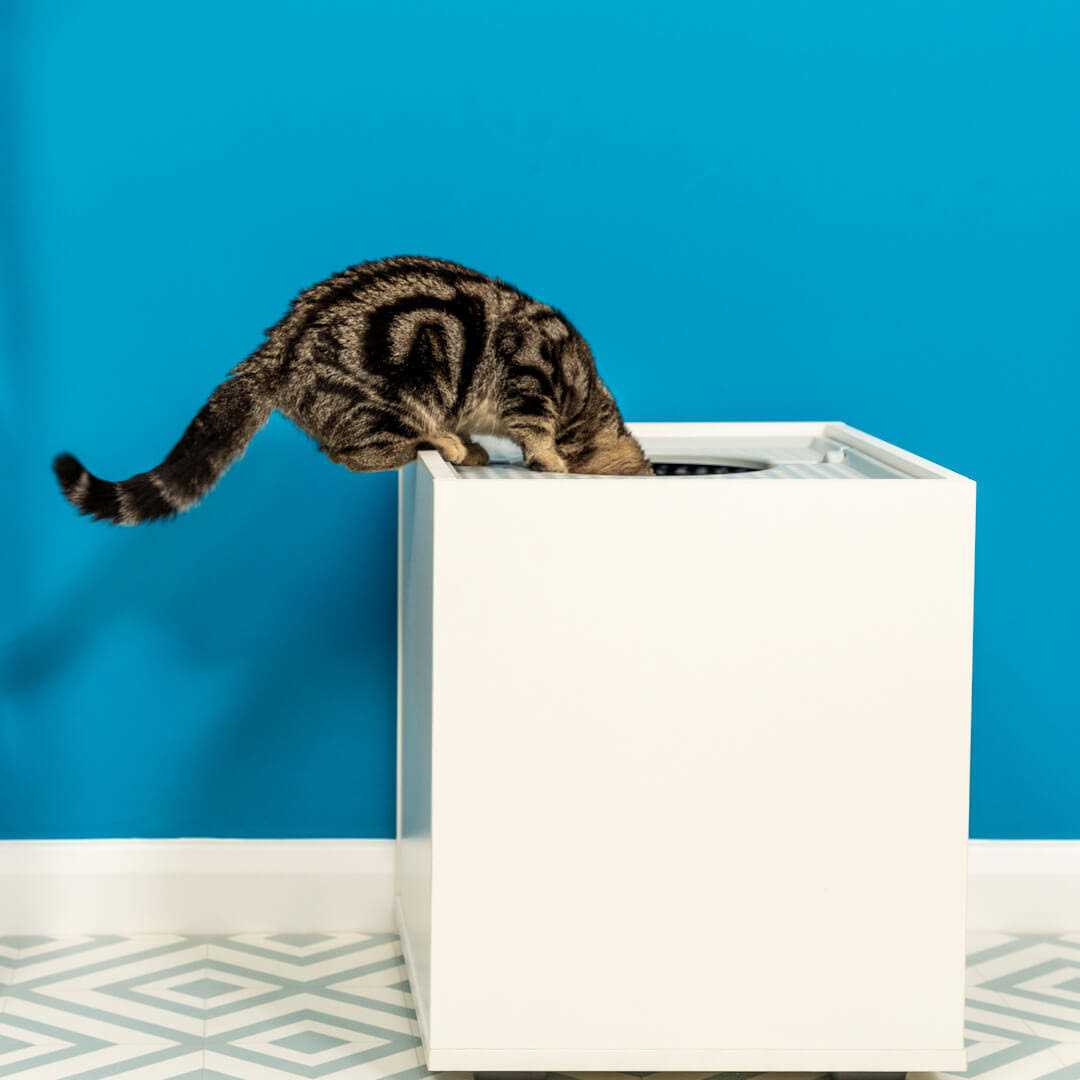 Discreet Cat Litter Box Top Entry Jump on