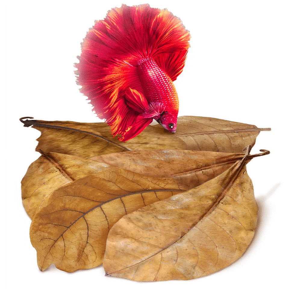 Sungrow Betta Fish Indian Almond Leaves Water Conditioner & Tank Treatment for Freshwater Aquarium