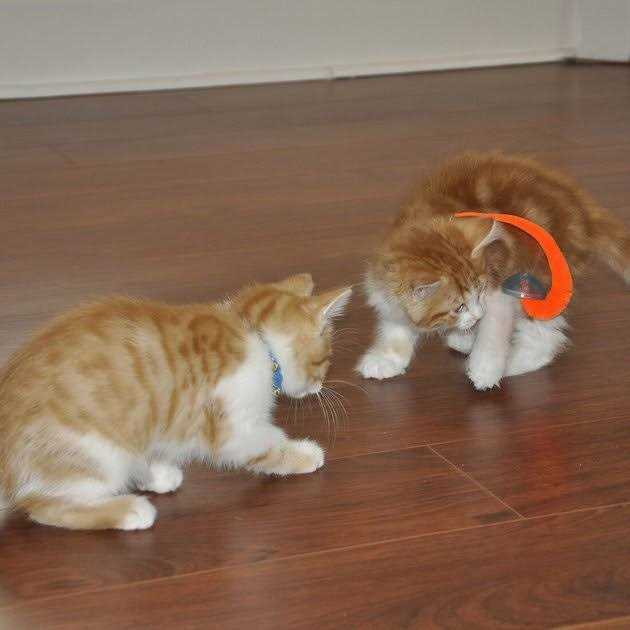 Turbo Tail Popper Cat Toy