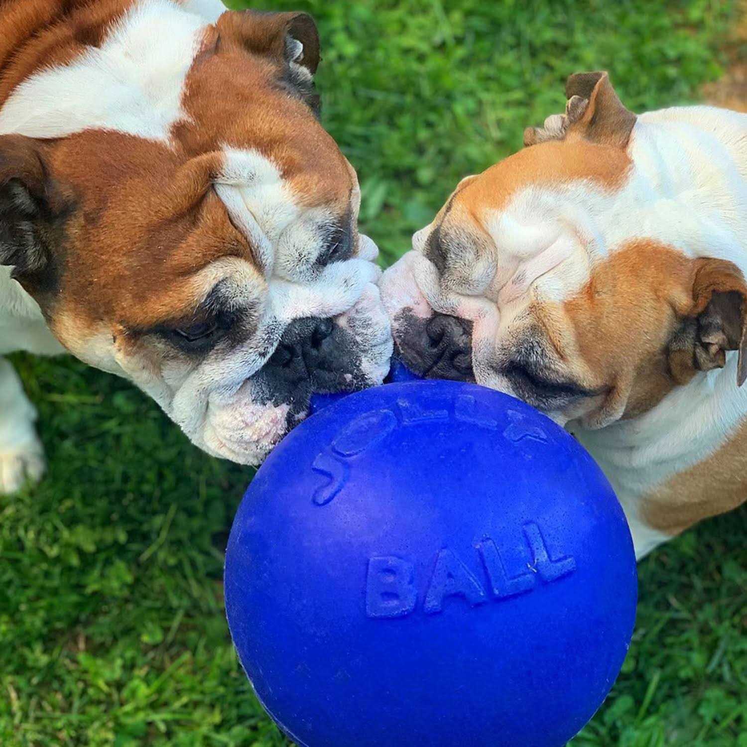 Jolly Pets Dual Jolly Ball