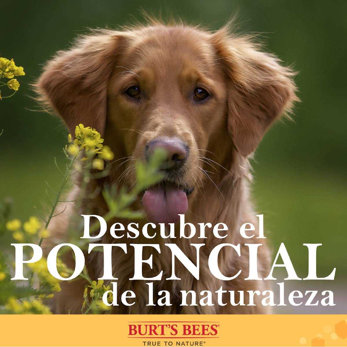 Burt’s Bees for Pets Nose & Paw Manuka Honey Lotion