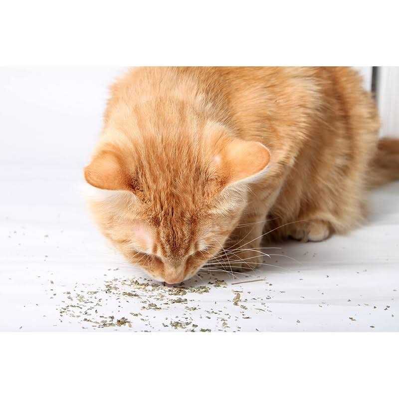 Cat Crack Catnip Blend Cats